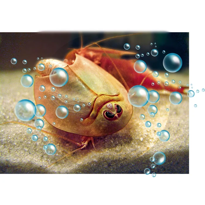 Mes premiers triops