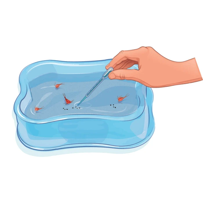 Élève tes triops