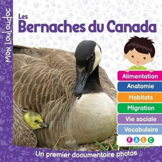 Bernaches du Canada: un premier documentaire photo