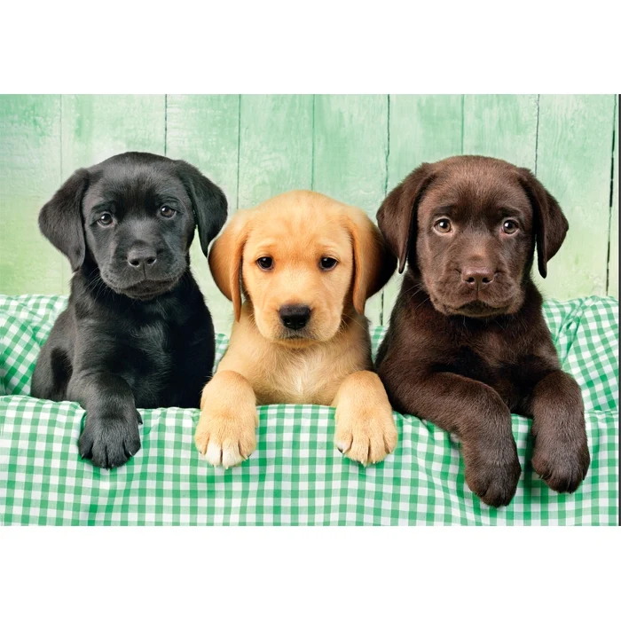Three Labs - 1000 pièces