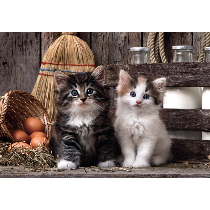 Lovely Kittens - 1000 pièces
