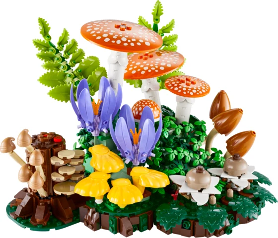 Les champignons des bois
