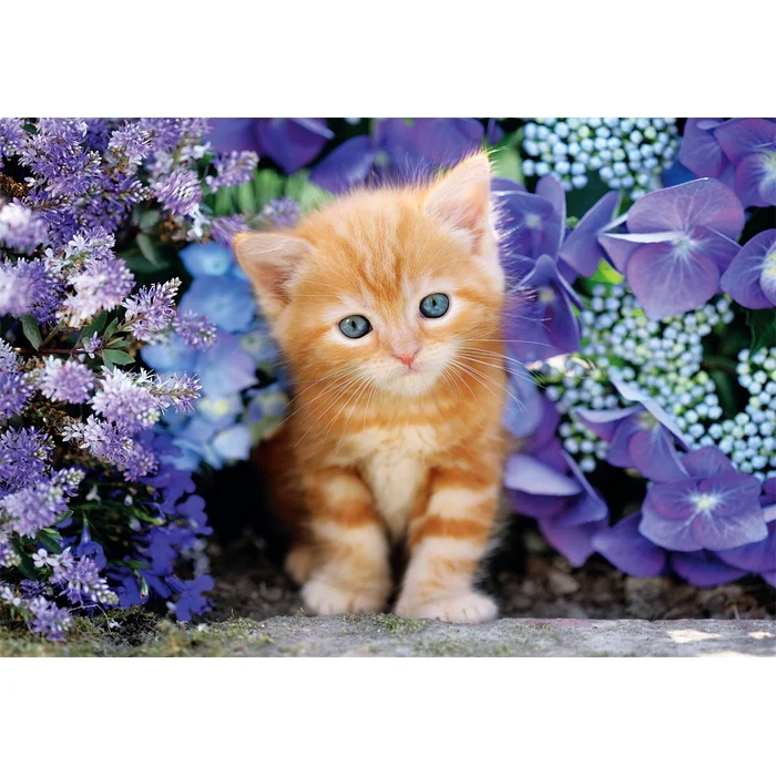Ginger Cat - 500 pièces