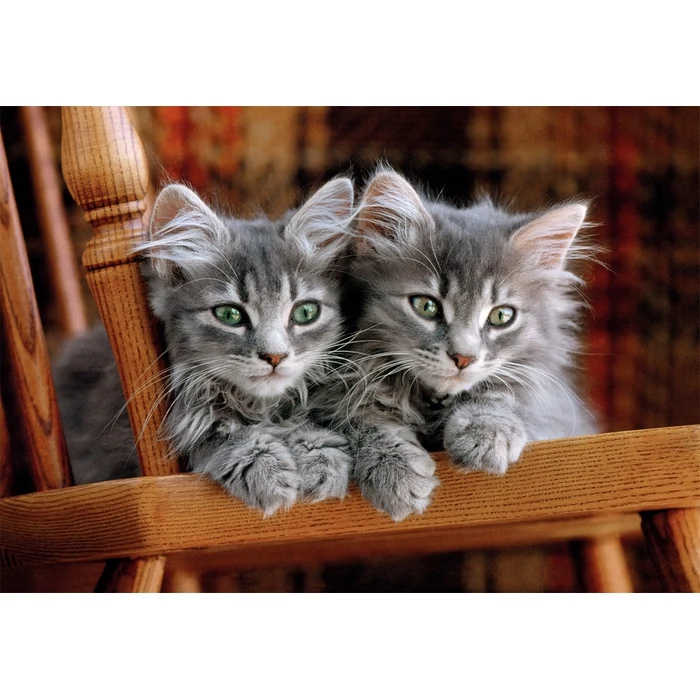 Kittens - 500 pièces