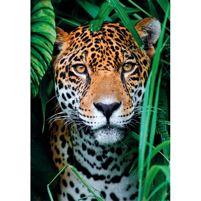 Jaguar In The Jungle - 500 pièces