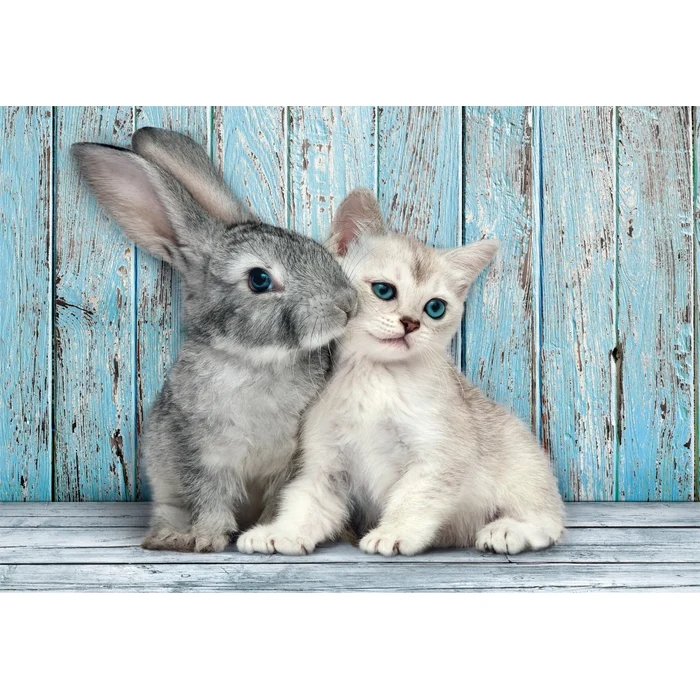 Cat & Bunny - 500 pièces