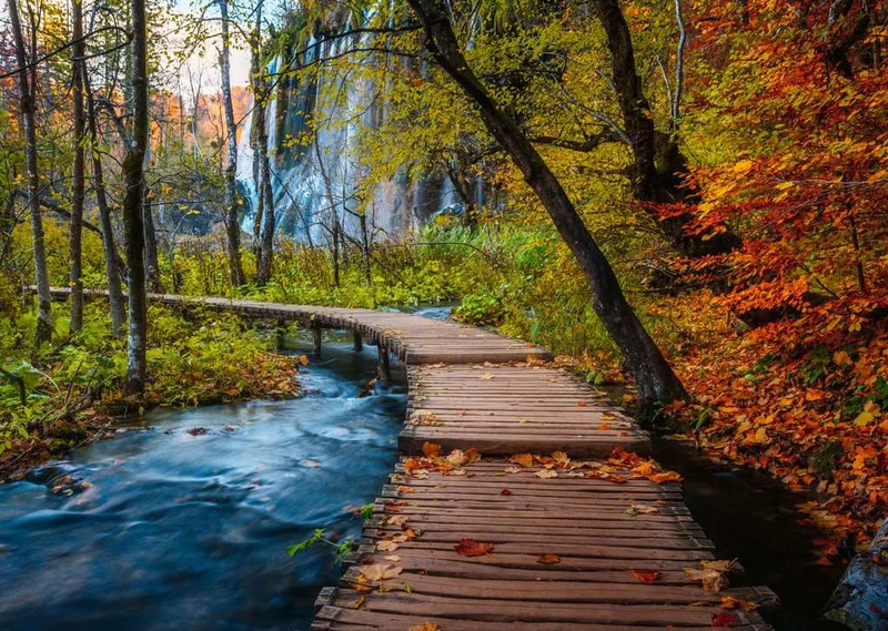 Puzzle 1000 pcs - Chemin boisé d'automne