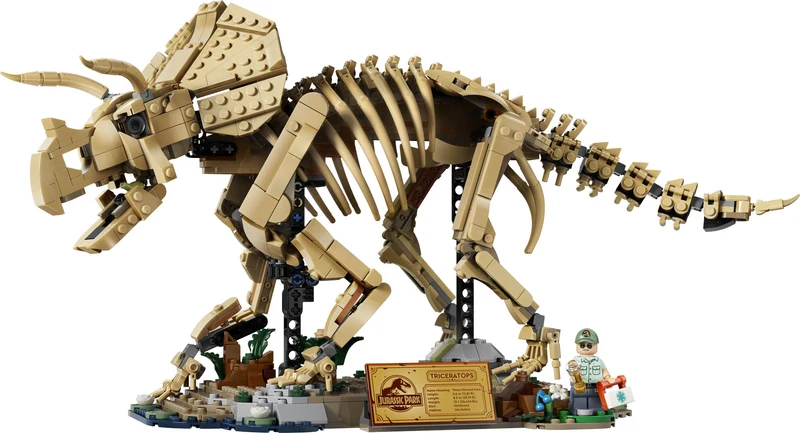 Les fossiles de dinosaures : le tricératops