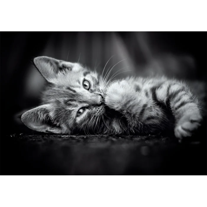 Kitty - 1000 pièces