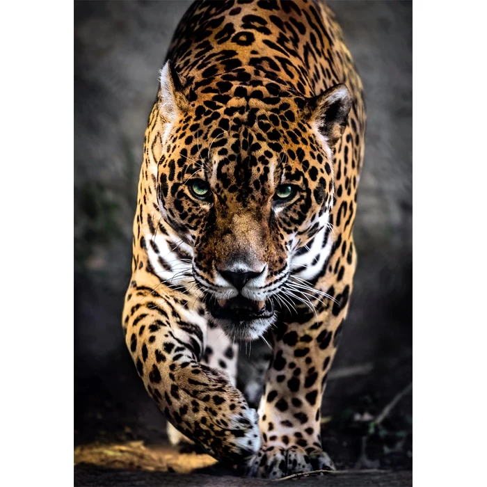 Walk Of The Jaguar - 1000 pièces