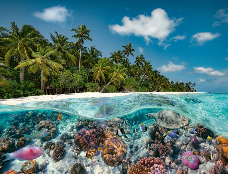 A Dive in the Maldives (2000 pcs)