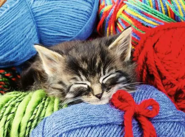 Wool Cat (100 pcs XL)