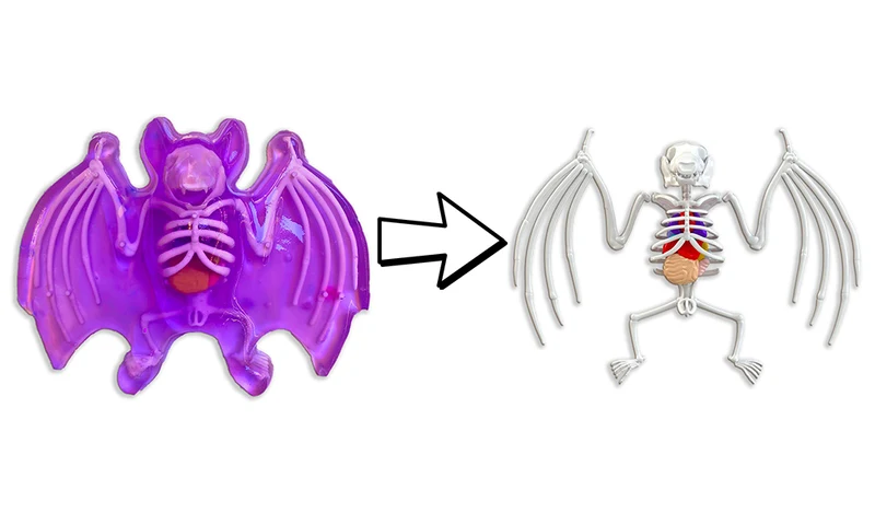 Dissect It - Chauve-souris au labo