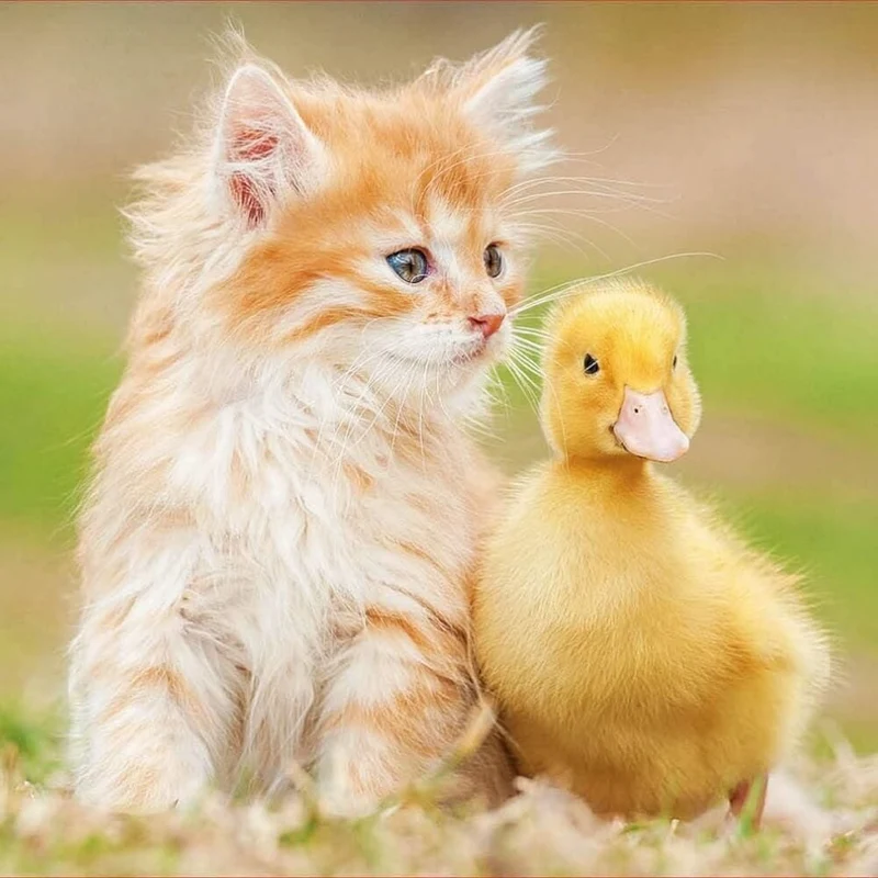Adorables amis | Adorable friends (500 pcs)