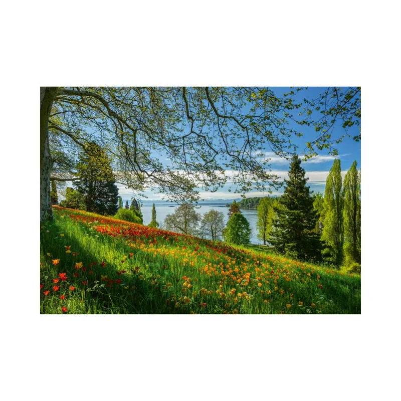 Floraison des tulipes, île de Mainau (1000 pcs)