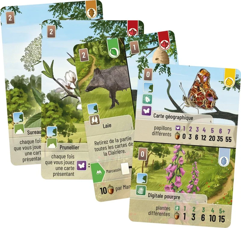 Forêt Mixte - Lisière de forêt