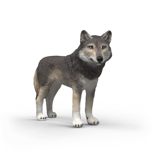 Loup d'Amérique