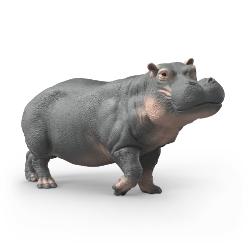 Hippopotame