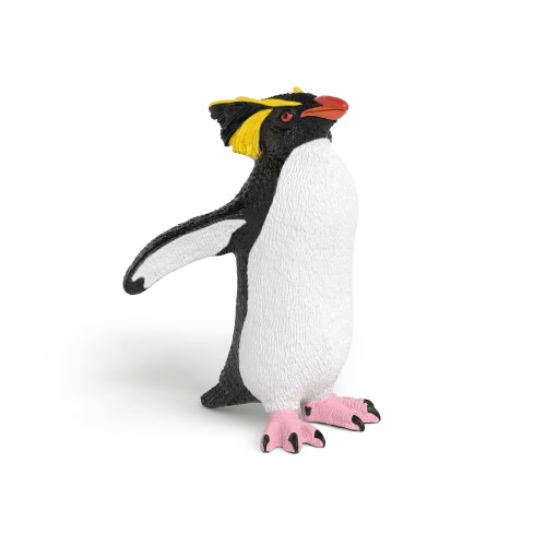 Manchot rockhopper