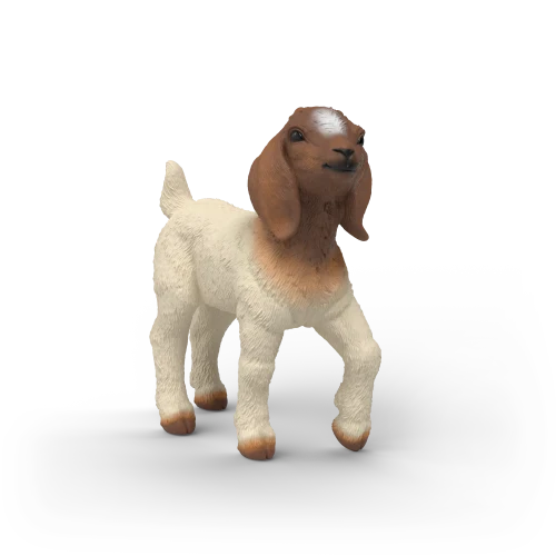 Chevreau Boer