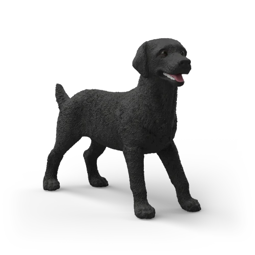 Labrador retriever noir femelle