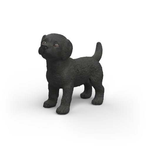 Labrador retriever noir chiot