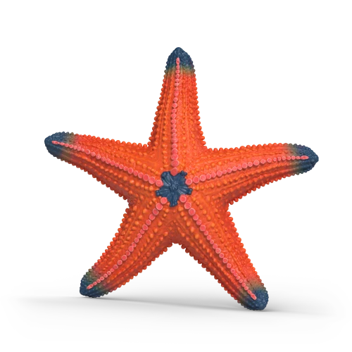 Étoile de mer change de couleur