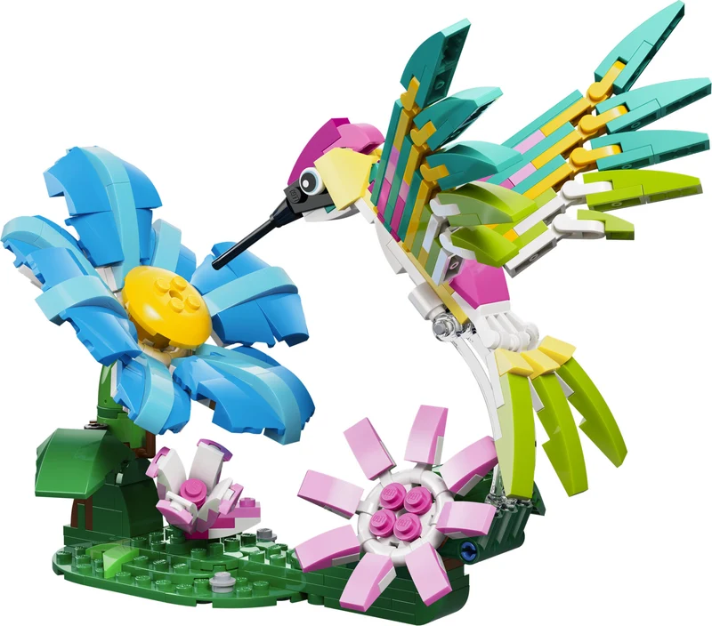 Les animaux sauvages : le colibri coloré
