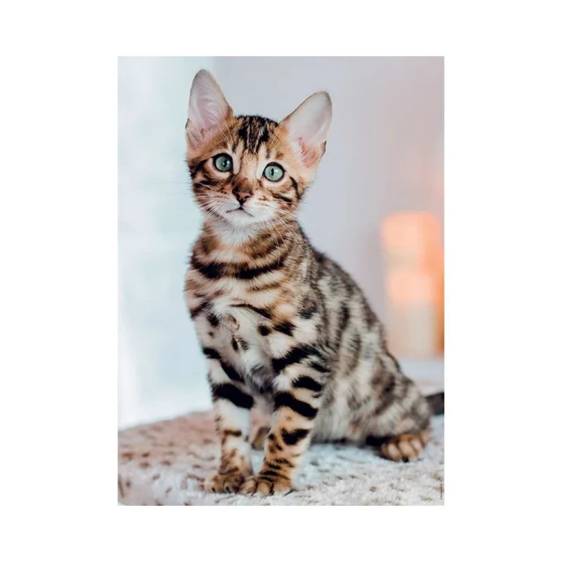 Chaton Bengal (500 pcs)