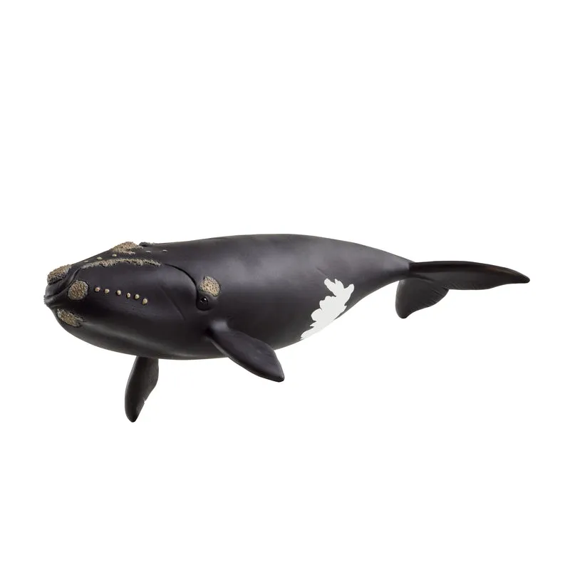 Baleine franche de l'Atlantique Nord