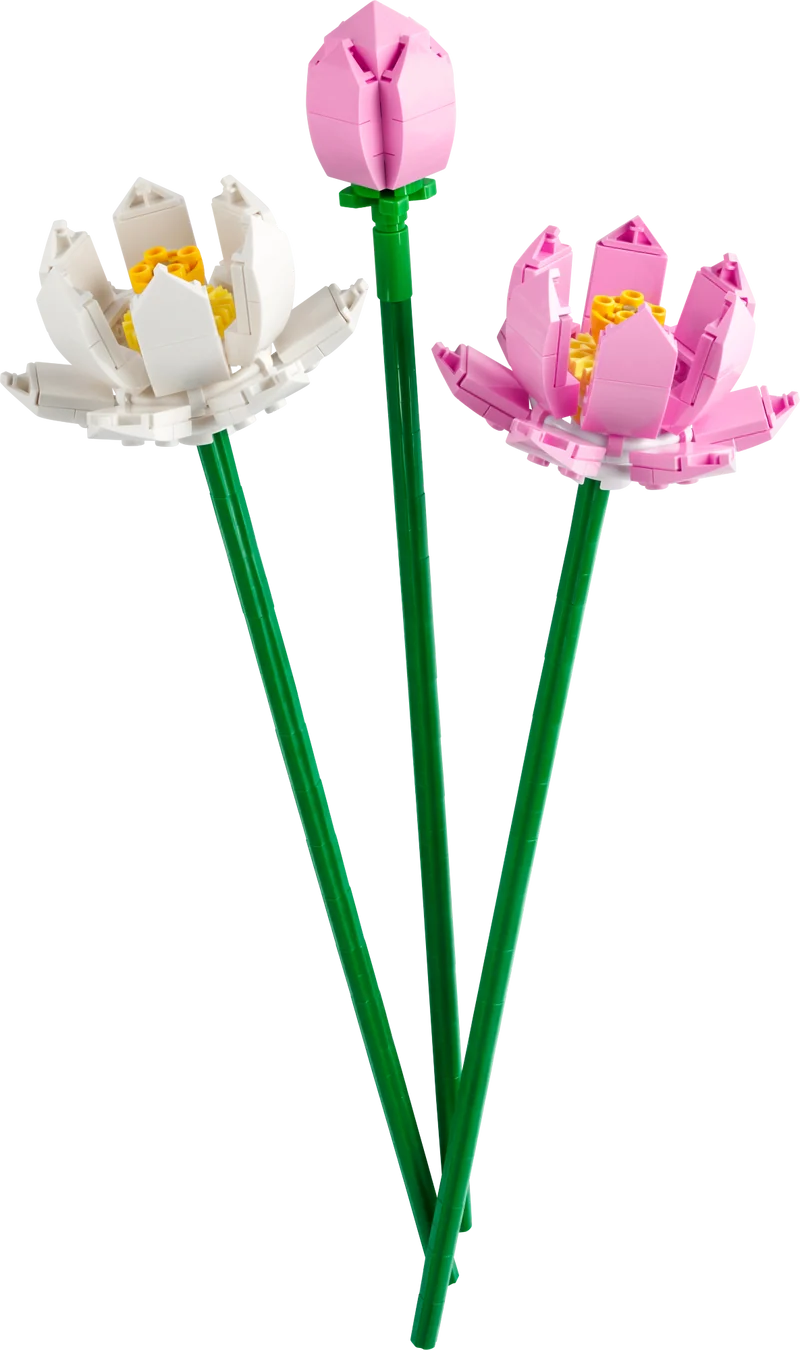 Fleurs de lotus