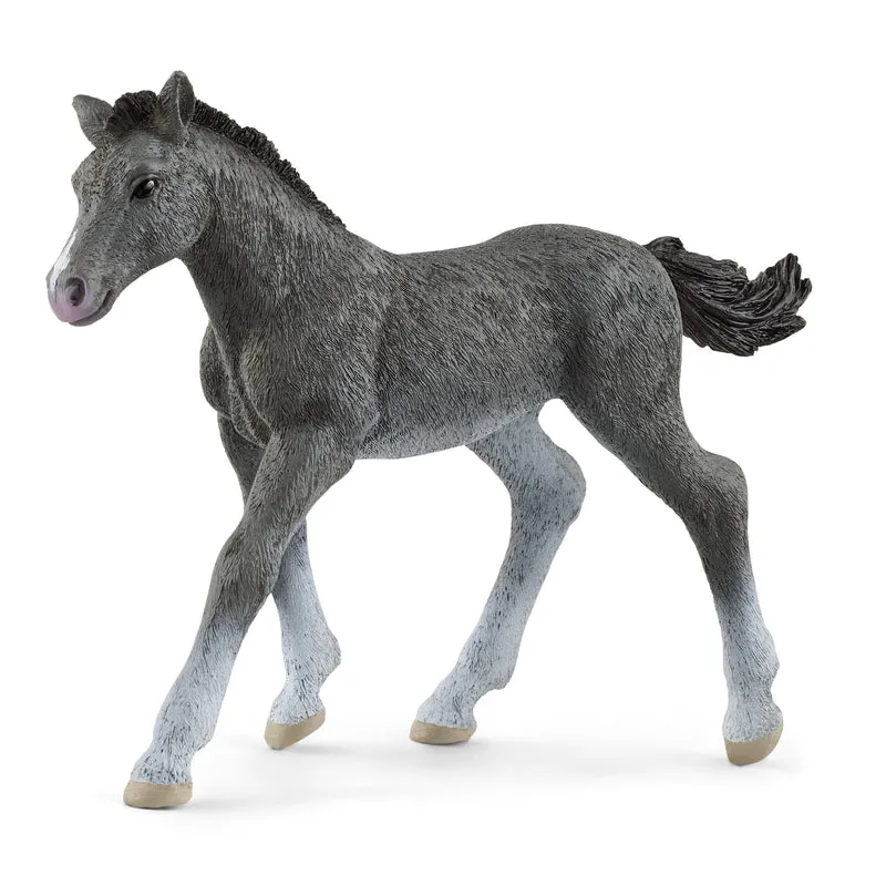 Poulain Trakehner
