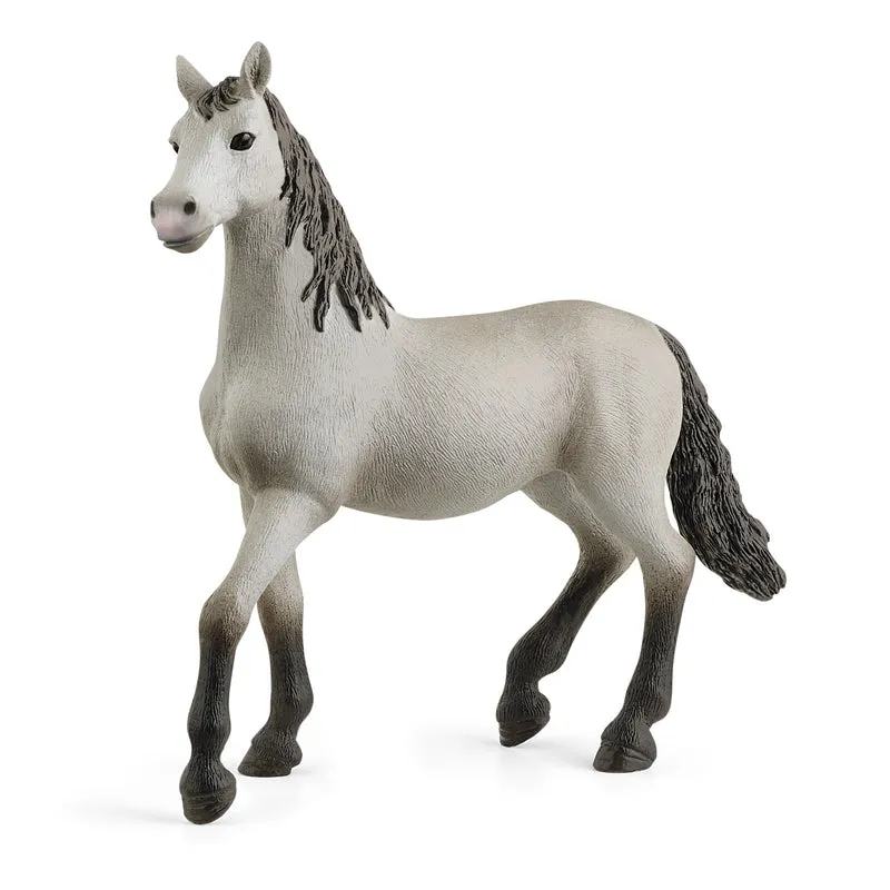 Poulain pure race Espagnole